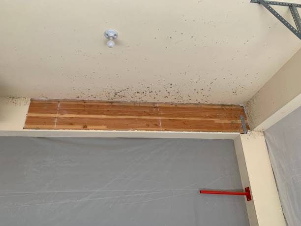 Mold Remediation for Vacation Homes in Seven Corners, VA