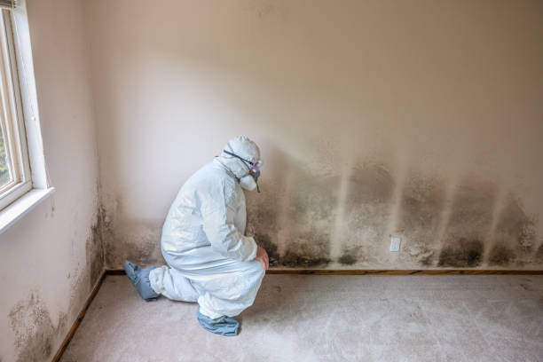 Environmental Consulting for Mold Prevention in Seven Corners, VA
